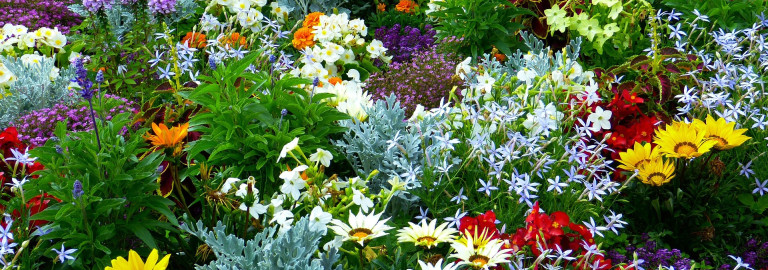 Bunte Blumen im Gartenbeet