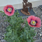 Mohn