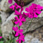 Blüten