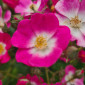 Blüten