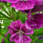 Blüten