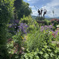 "Unser wild wuchernder Garten, in dem alles – Kraut und Unkraut – wachsen darf" (Marianne K., Sulzberg)