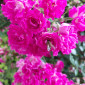 Rosenblüte mit Biene